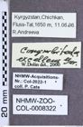 Etiketten zu Corymbitodes excellens (Gurjeva, 1962) (NHMW-ZOO-COL-0008322)